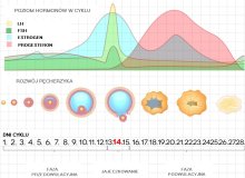 pieluchomajtki pampers 4 seni dla dorosłych